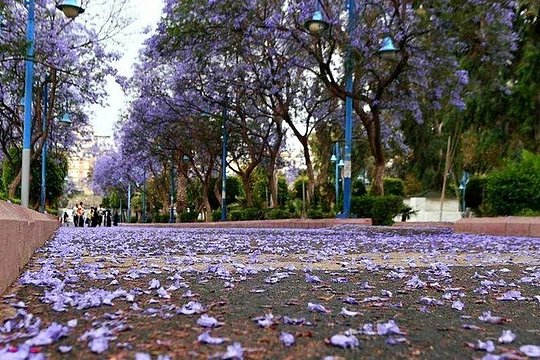 صورة الجولة 11